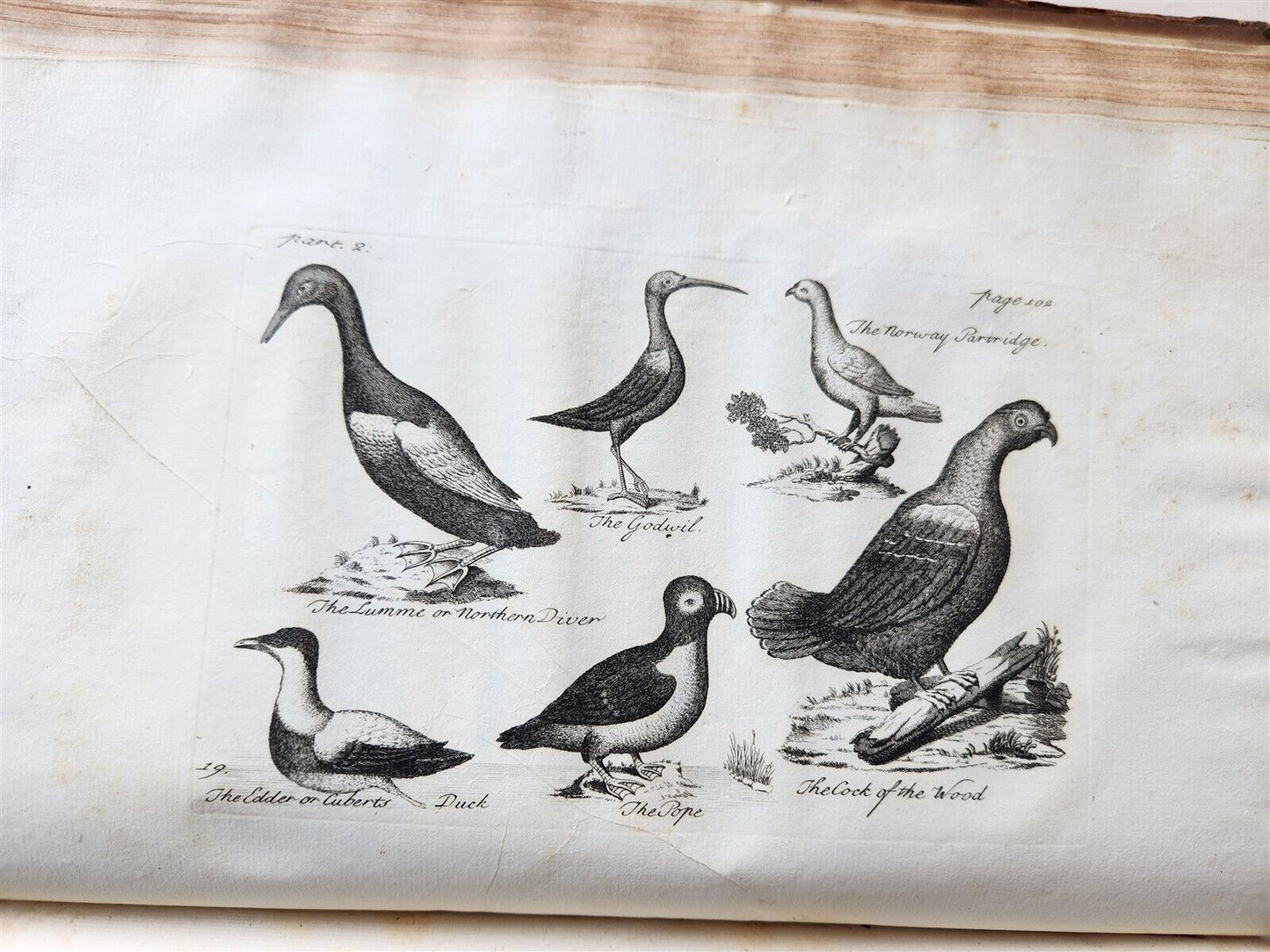 1755 NATURAL HISTORY of NORWAY ILLUSTRATED Pontoppidan antique FOLIO in ENGLISH