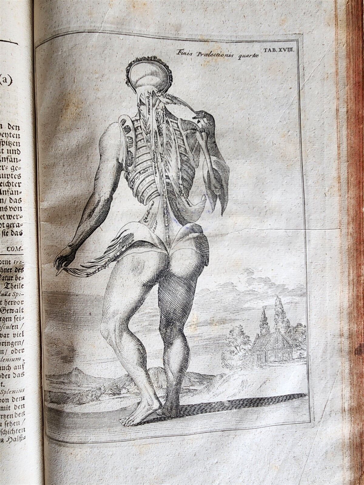1704 ANATOMY MUSCLE TREATISE antique AMAZINGLY ILLUSTRATED