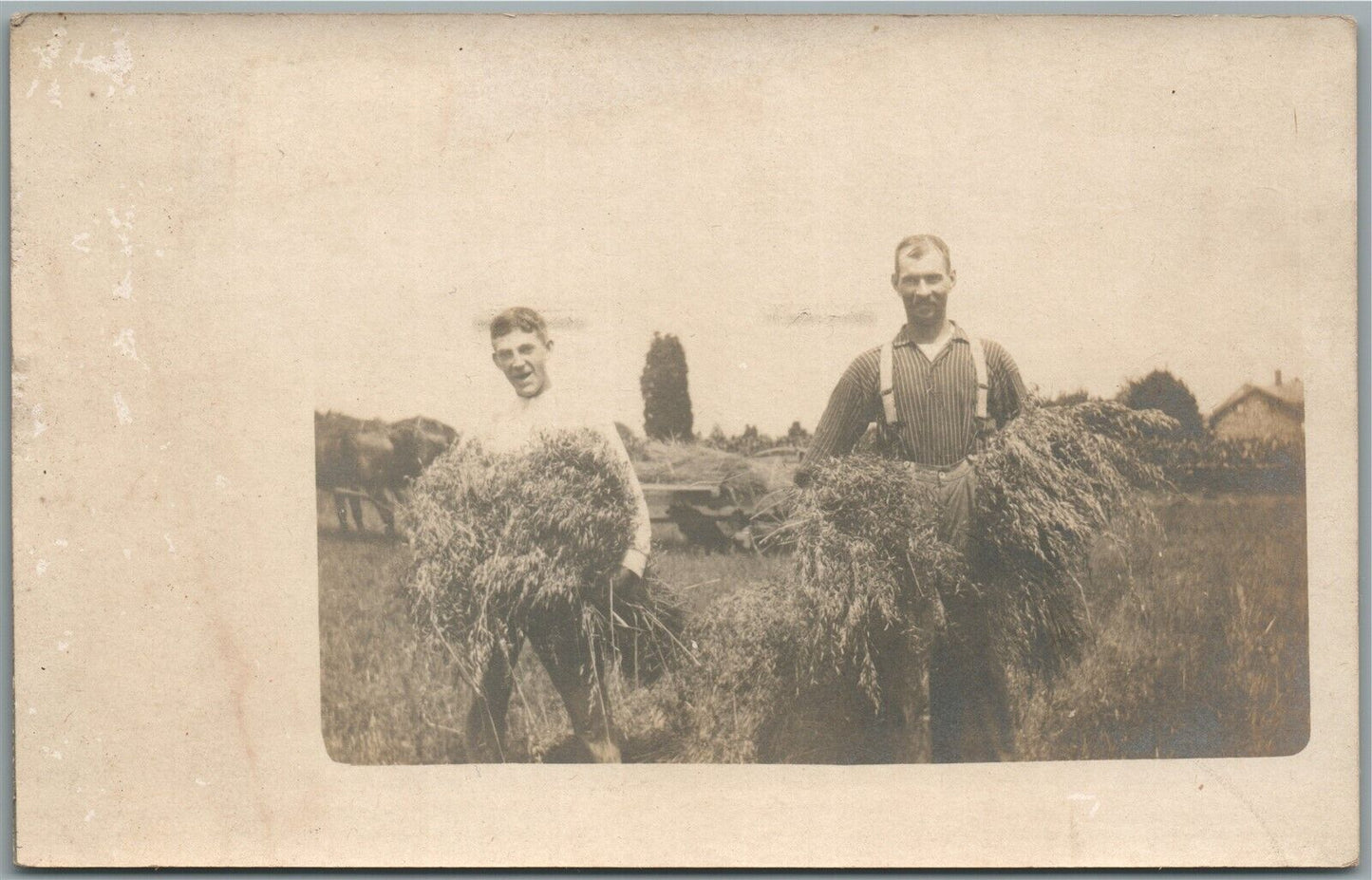 HARVEST ANTIQUE REAL PHOTO POSTCARD RPPC