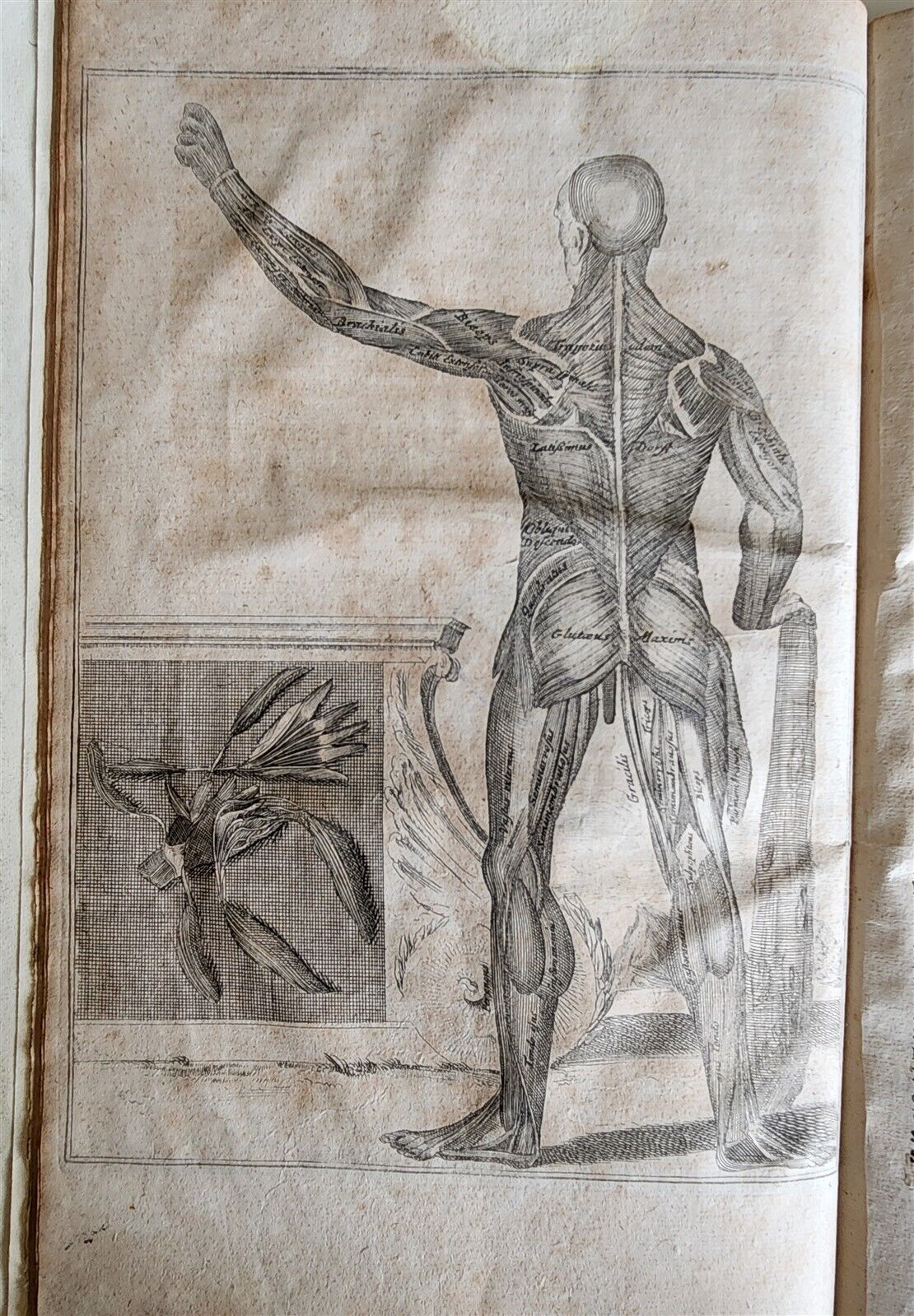 1704 ANATOMY MUSCLE TREATISE antique AMAZINGLY ILLUSTRATED