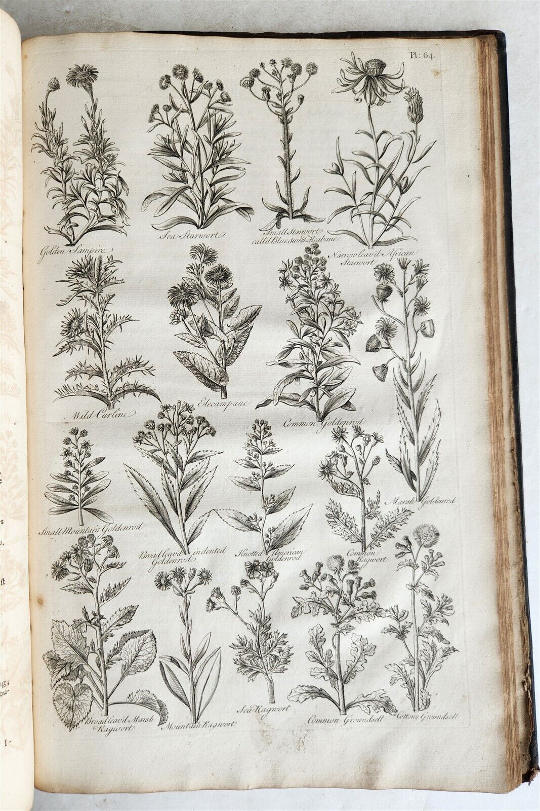 1756 BRITISH HERBAL J.HILL antique ILLUSTRATED FOLIO HISTORY OF PLANTS & TREES
