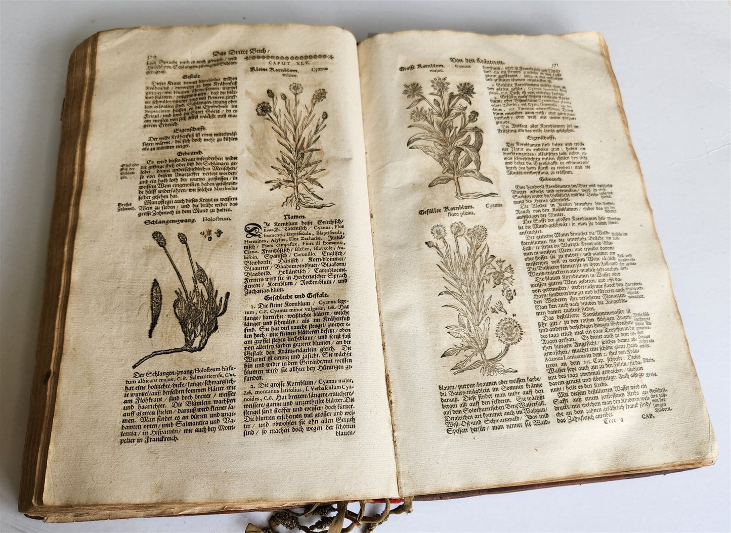 1696 THEATRUM BOTANICUM by Theodor ZWINGER antique ILLUSTRATED FOLIO in GERMAN
