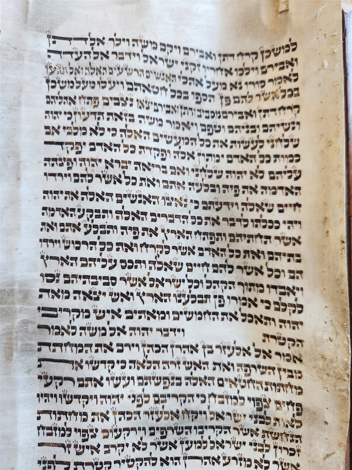 TORAH SCROLL FRAGMENT MANUSCRIPT on VELLUM antique BIBLE BOOK OF NUMBERS 21x42"