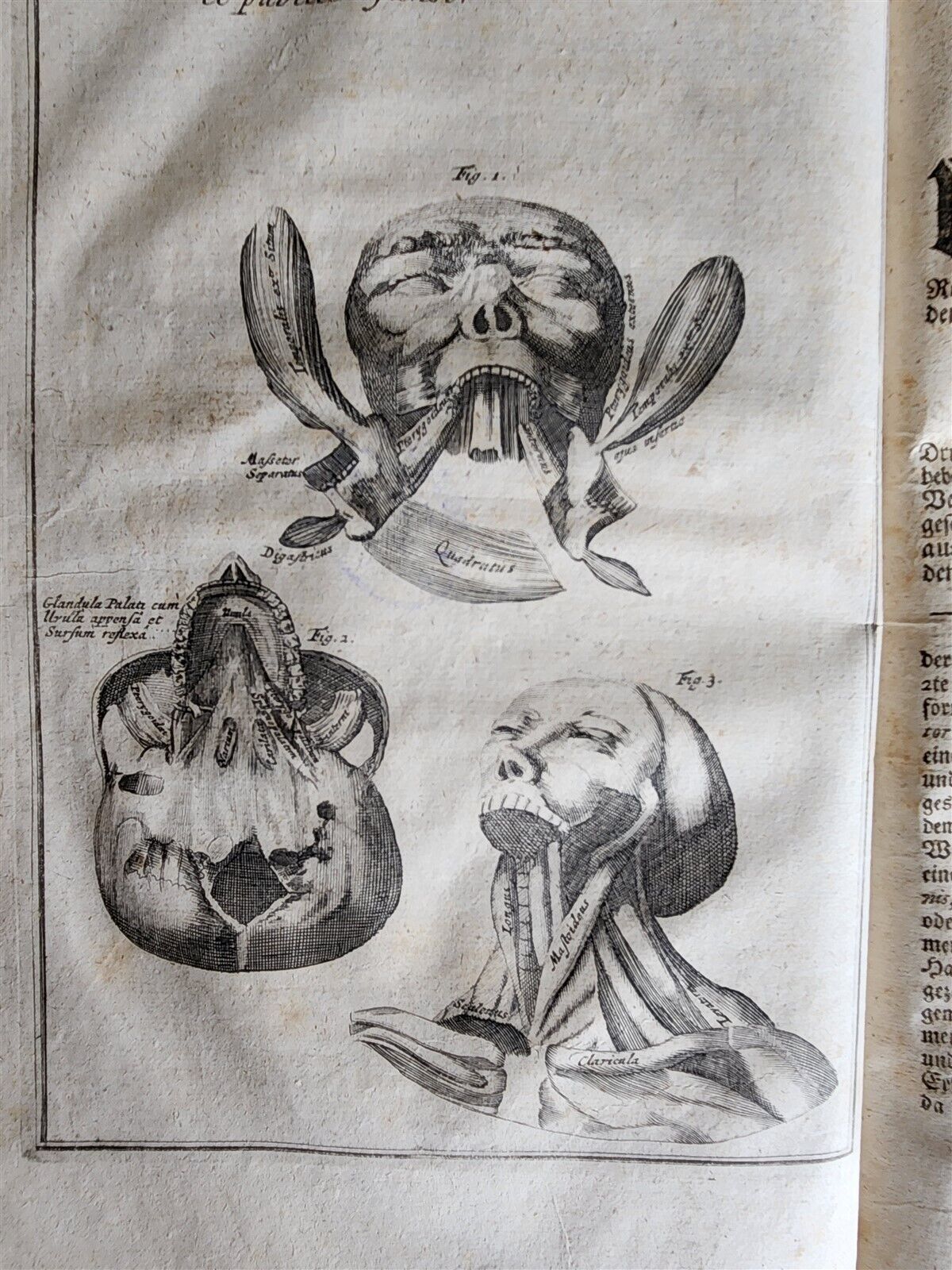 1704 ANATOMY MUSCLE TREATISE antique AMAZINGLY ILLUSTRATED