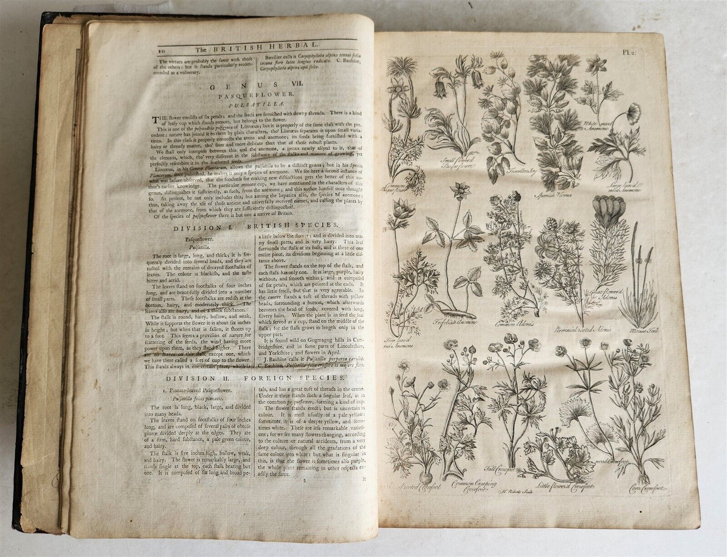 1756 BRITISH HERBAL J.HILL antique ILLUSTRATED FOLIO HISTORY OF PLANTS & TREES
