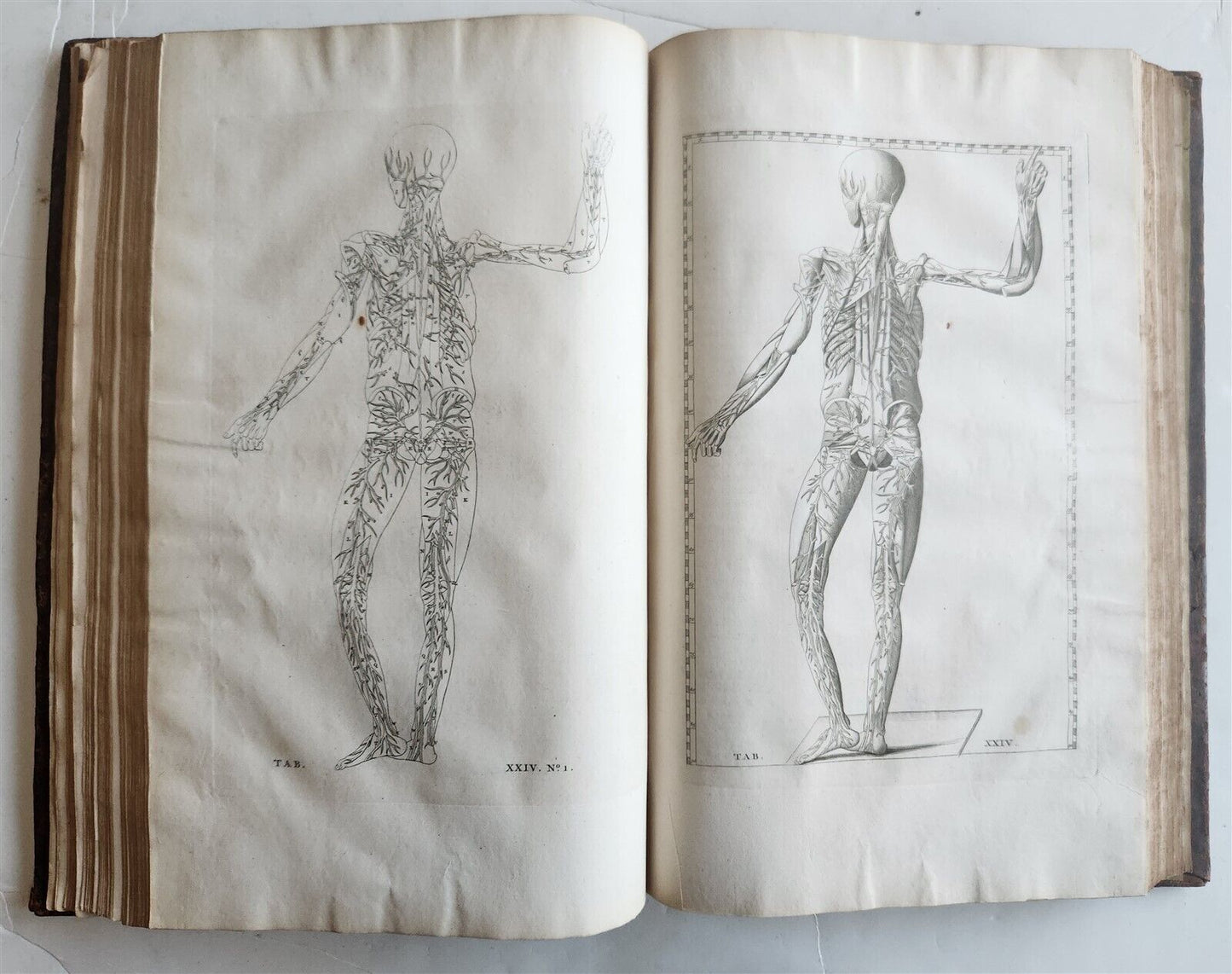 1744 ILLUSTRATED ANATOMY antique FOLIO Explicatio tabularum anatomicarum ALBINUS