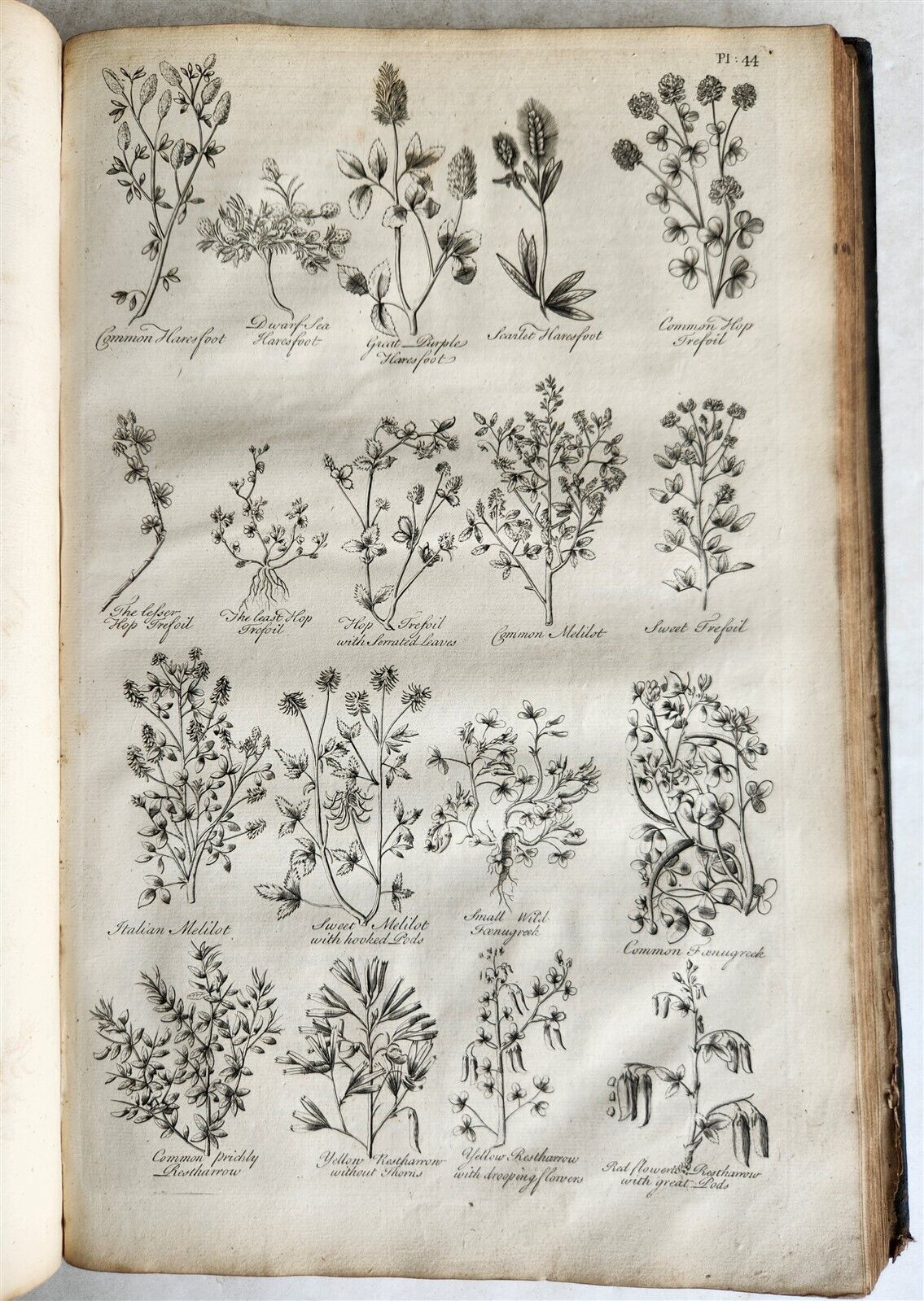 1756 BRITISH HERBAL J.HILL antique ILLUSTRATED FOLIO HISTORY OF PLANTS & TREES