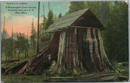 WASHINGTON CEDAR STUMP USED AS A POST OFFICE ANTIQUE POSTCARD