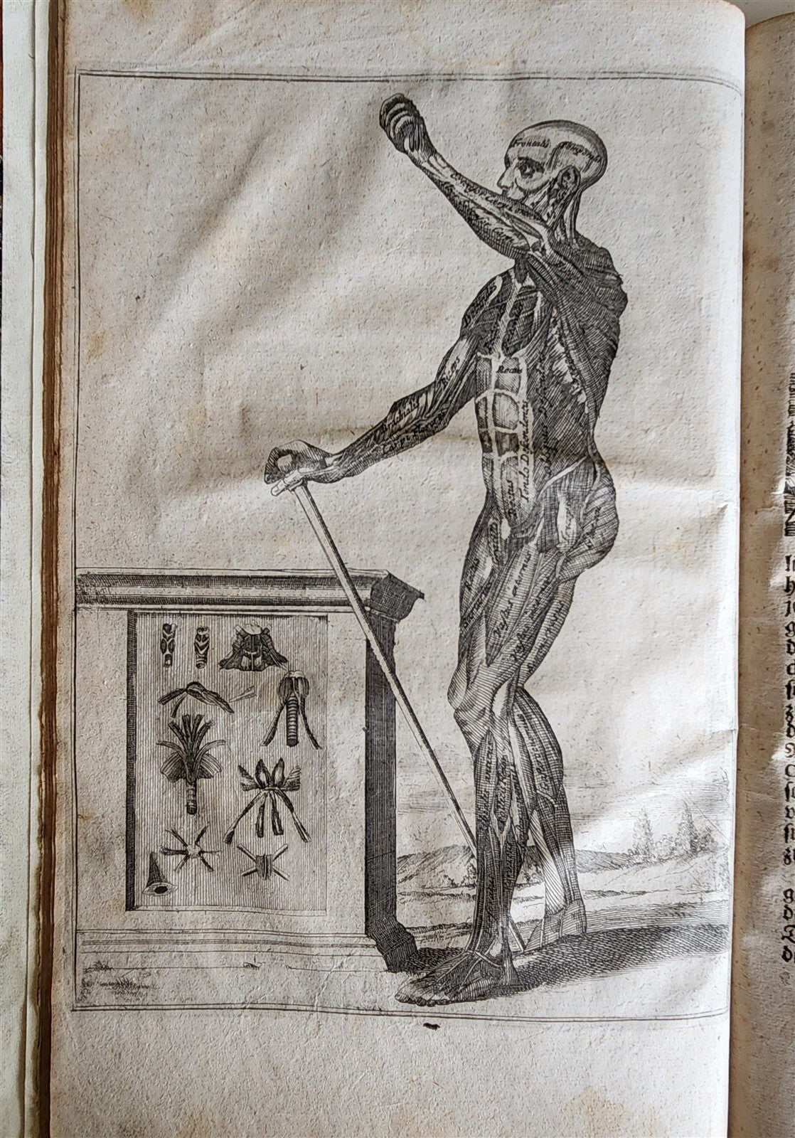 1704 ANATOMY MUSCLE TREATISE antique AMAZINGLY ILLUSTRATED