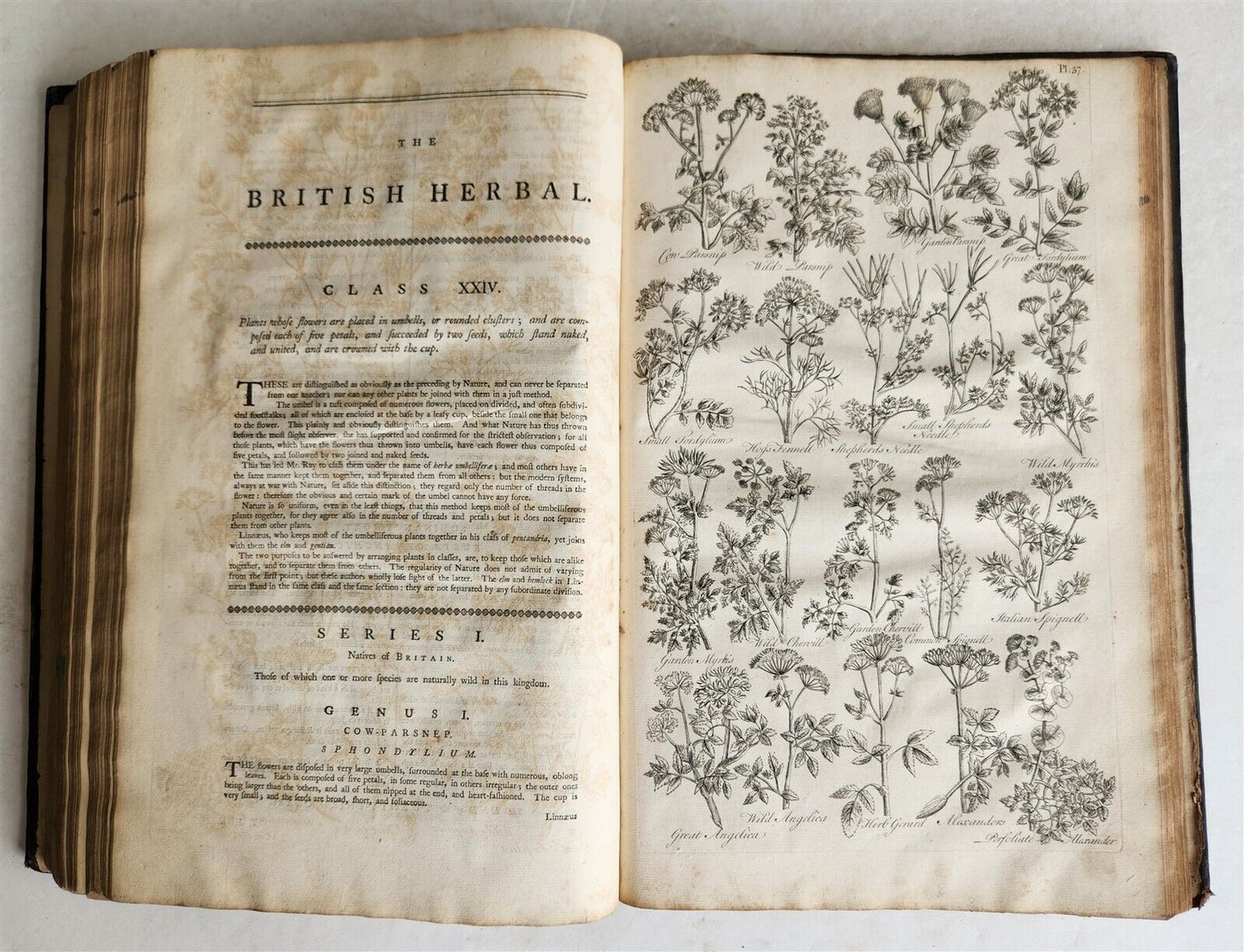 1756 BRITISH HERBAL J.HILL antique ILLUSTRATED FOLIO HISTORY OF PLANTS & TREES