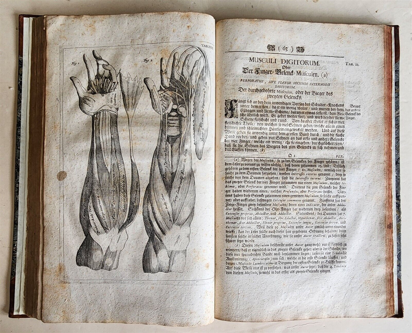1704 ANATOMY MUSCLE TREATISE antique AMAZINGLY ILLUSTRATED