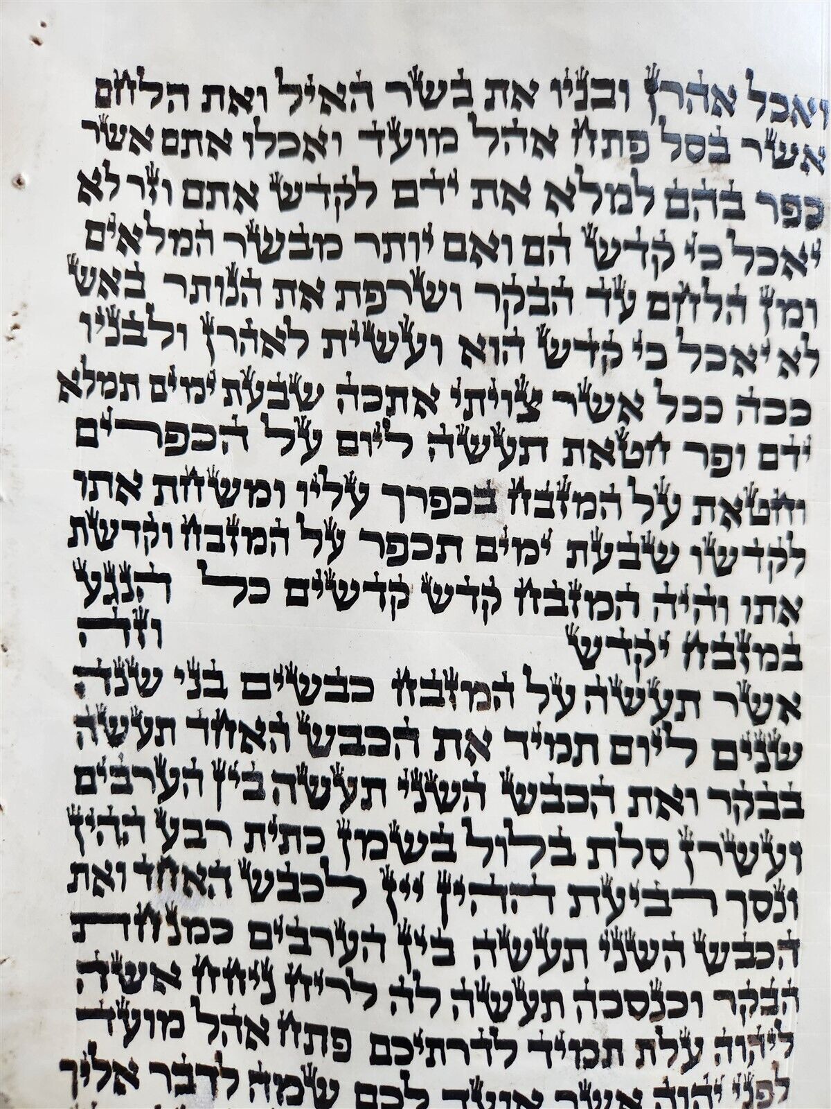 TORAH SCROLL FRAGMENT MANUSCRIPT on VELLUM size 22 by 23" antique EXODUS 28:27-3
