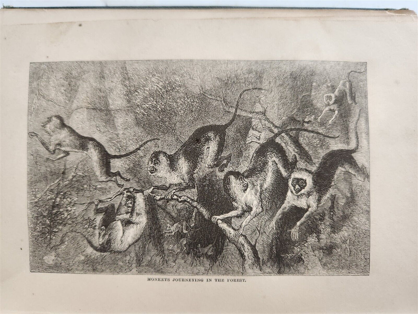 1871 MY APINGI KINGDOM LIFE in GREAT SAHARA PAUL DU CHAILLU antique ILLUSTRATED