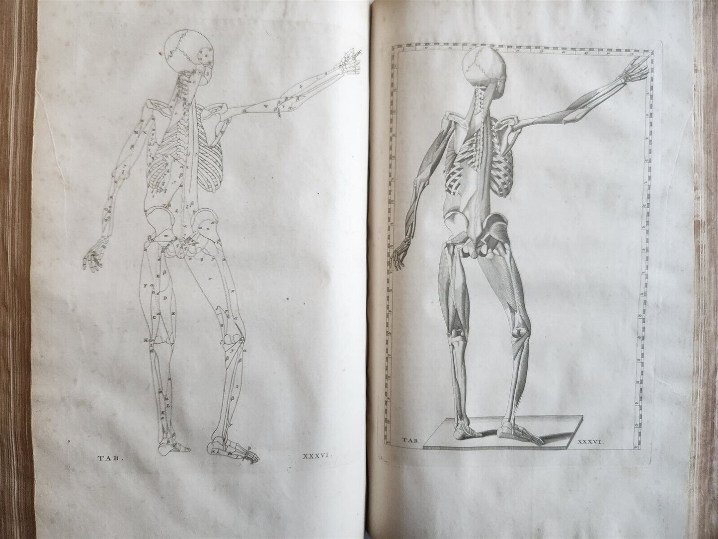 1744 ILLUSTRATED ANATOMY antique FOLIO Explicatio tabularum anatomicarum ALBINUS