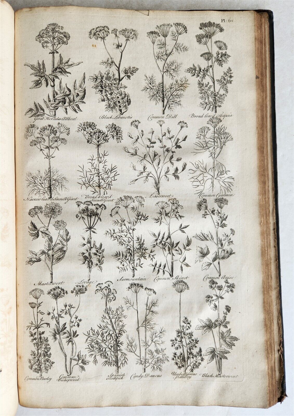 1756 BRITISH HERBAL J.HILL antique ILLUSTRATED FOLIO HISTORY OF PLANTS & TREES