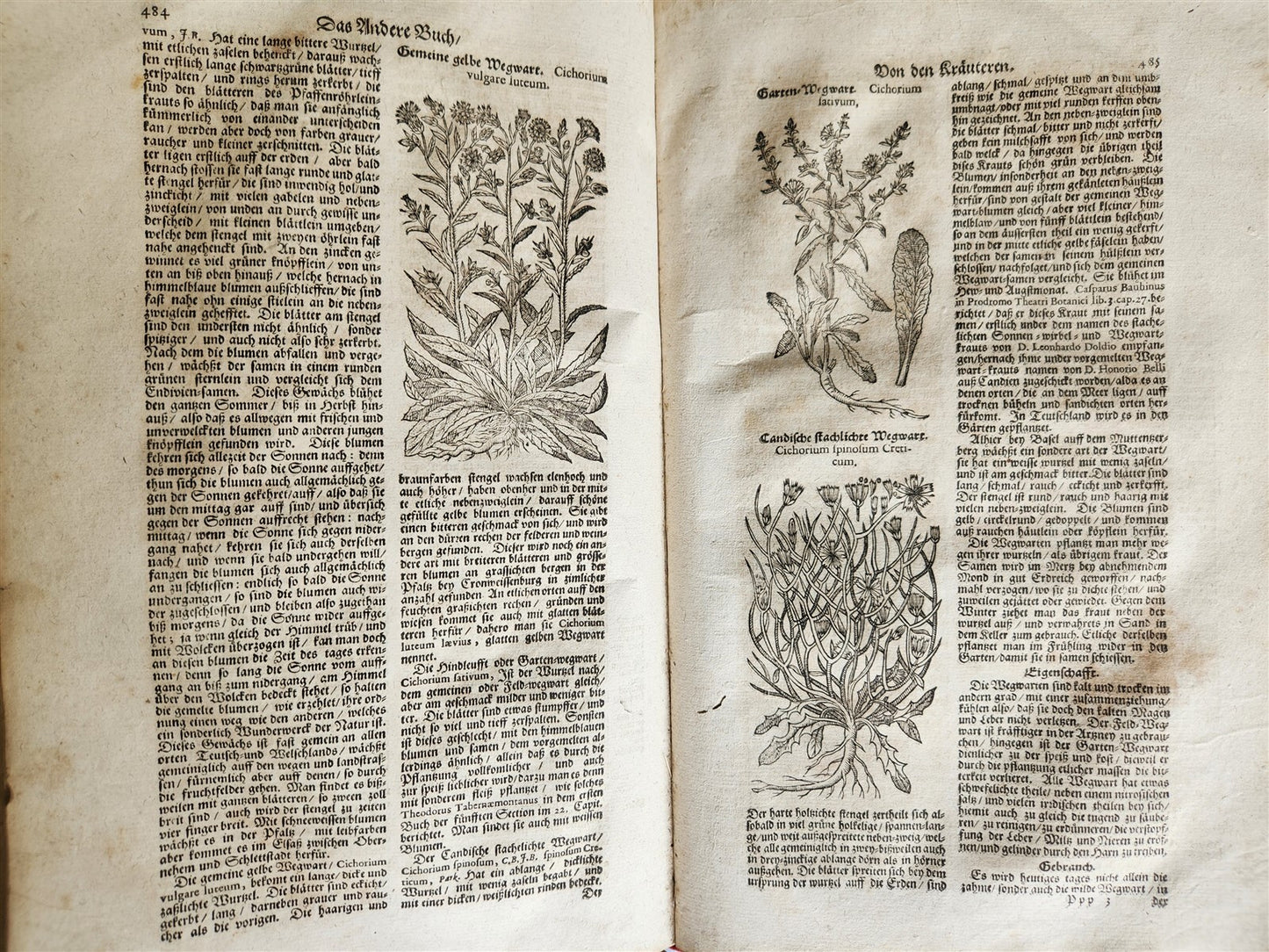 1696 THEATRUM BOTANICUM by Theodor ZWINGER antique ILLUSTRATED FOLIO in GERMAN