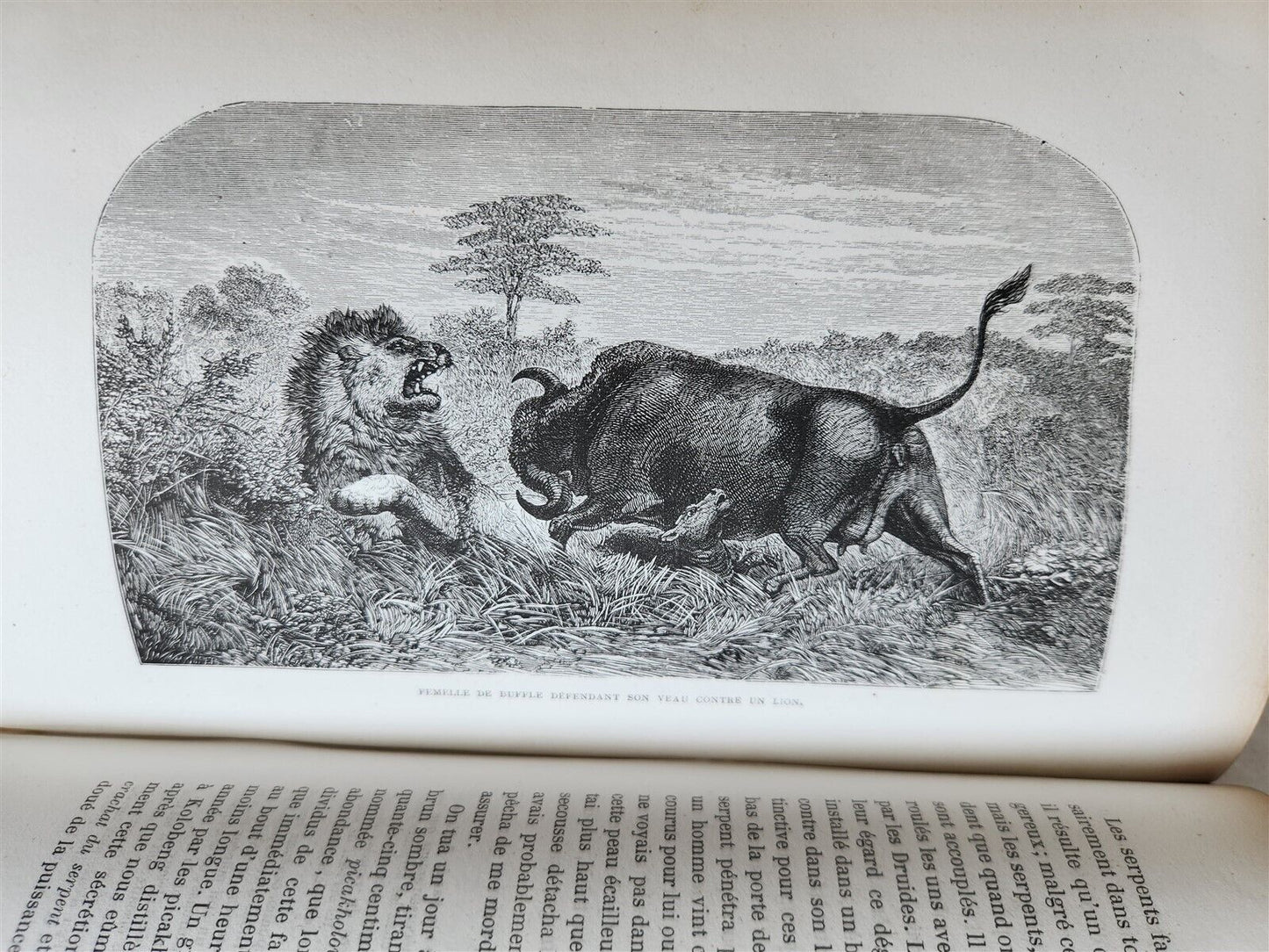 1859 EXPLORATIONS L'AFRIQUE et AUSTRALE LIVINGSTONE VOYAGES antique ILLUSTRATED