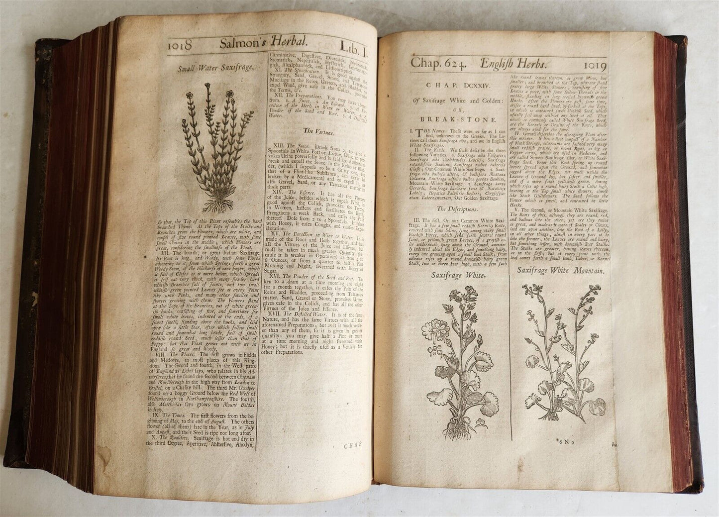 1710 BOTANOLOGIA ENGLISH HERBAL antique ILLUSTRATED MASSIVE FOLIO