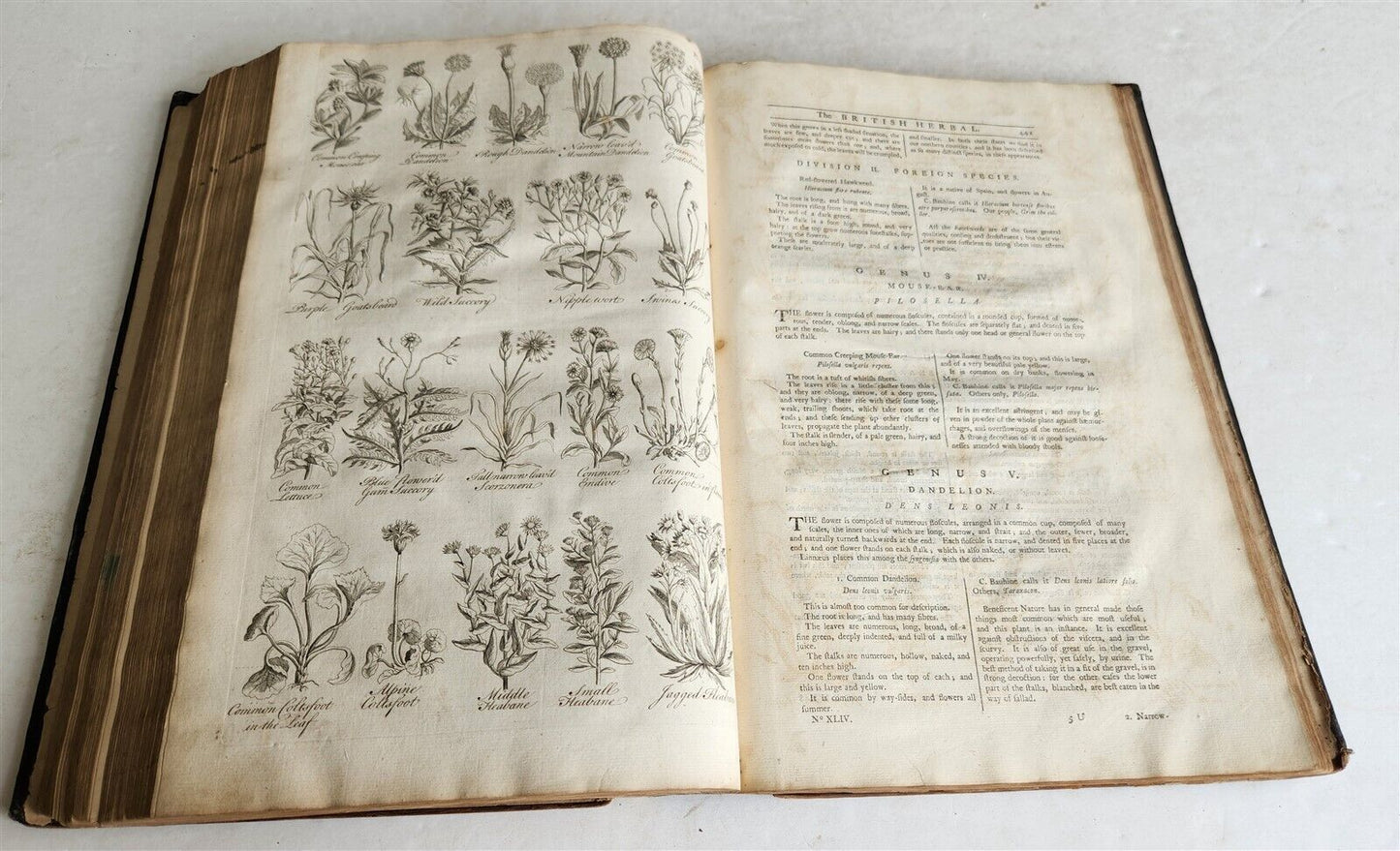 1756 BRITISH HERBAL J.HILL antique ILLUSTRATED FOLIO HISTORY OF PLANTS & TREES