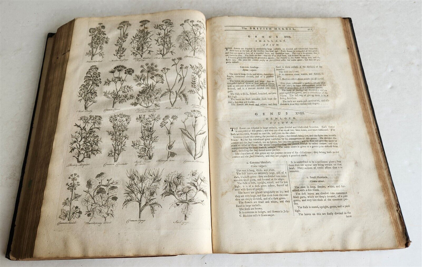 1756 BRITISH HERBAL J.HILL antique ILLUSTRATED FOLIO HISTORY OF PLANTS & TREES