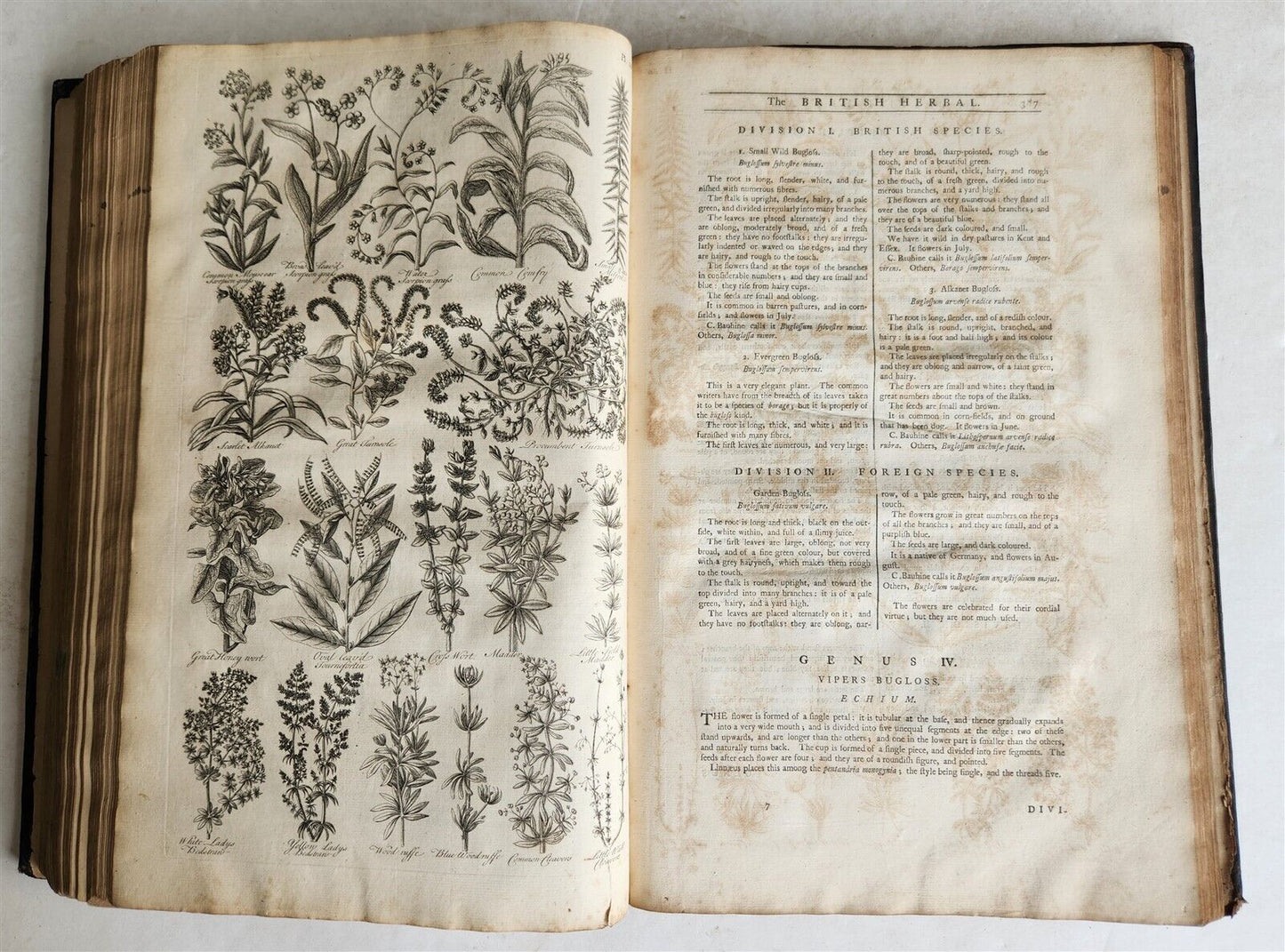 1756 BRITISH HERBAL J.HILL antique ILLUSTRATED FOLIO HISTORY OF PLANTS & TREES