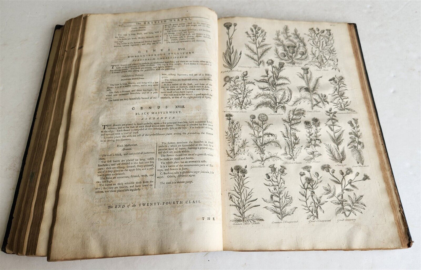 1756 BRITISH HERBAL J.HILL antique ILLUSTRATED FOLIO HISTORY OF PLANTS & TREES