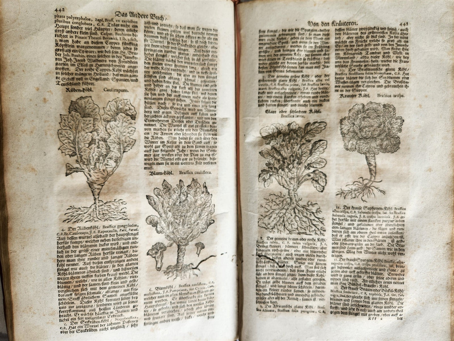 1696 THEATRUM BOTANICUM by Theodor ZWINGER antique ILLUSTRATED FOLIO in GERMAN