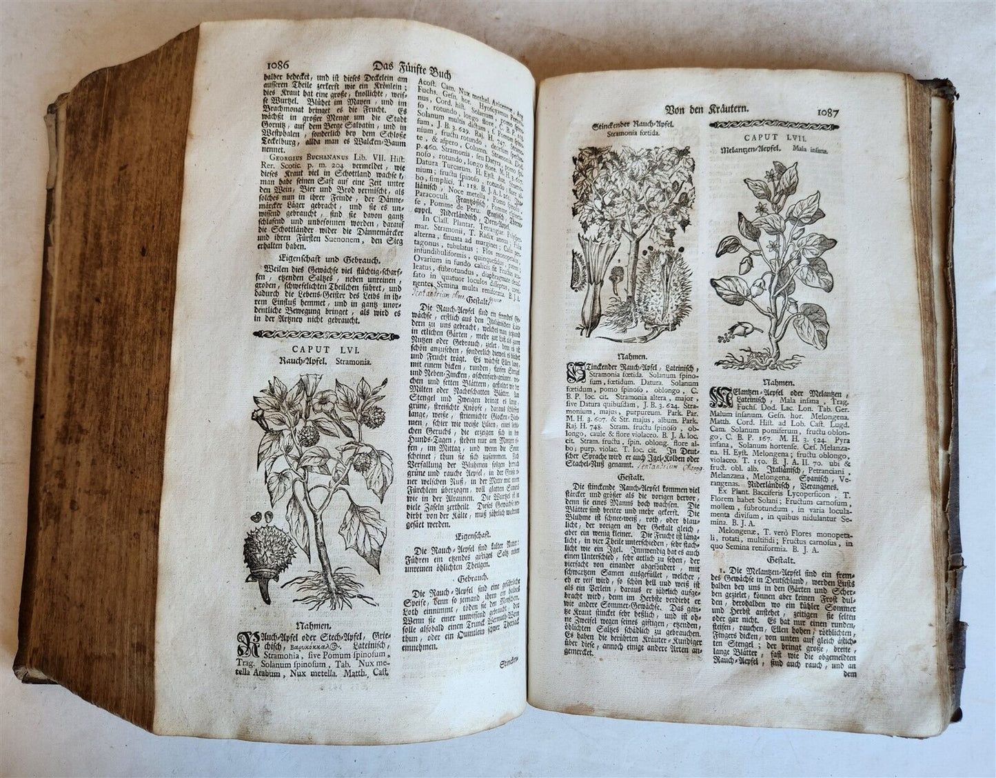 1744 THEATRUM BOTANICUM ILLUSTRATED GERMAN HERBAL antique PIGSKIN BOUND FOLIO