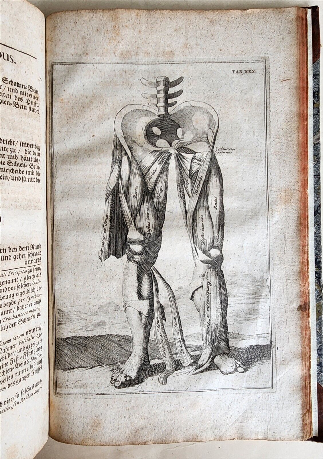 1704 ANATOMY MUSCLE TREATISE antique AMAZINGLY ILLUSTRATED