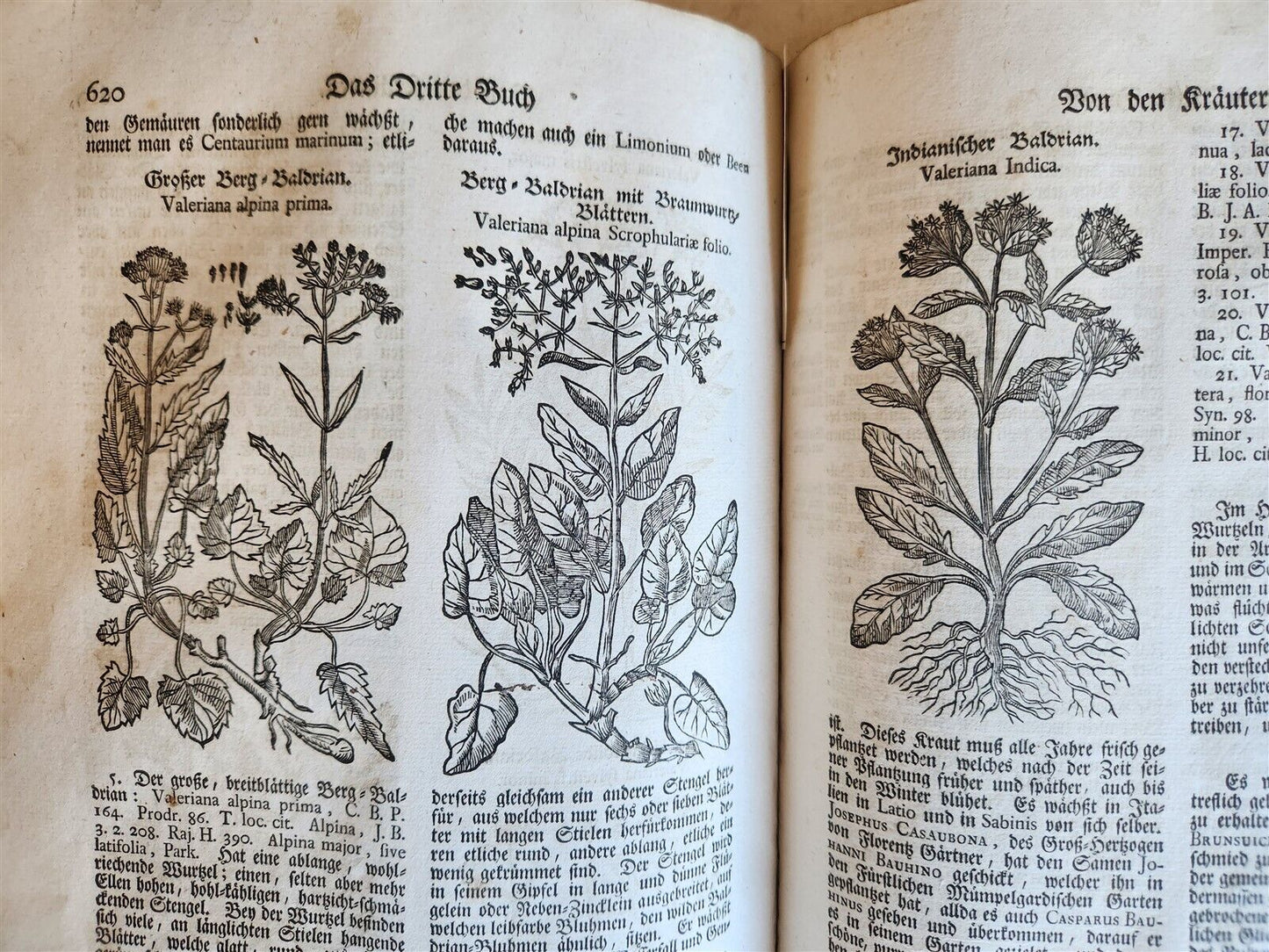 1744 THEATRUM BOTANICUM ILLUSTRATED GERMAN HERBAL antique PIGSKIN BOUND FOLIO