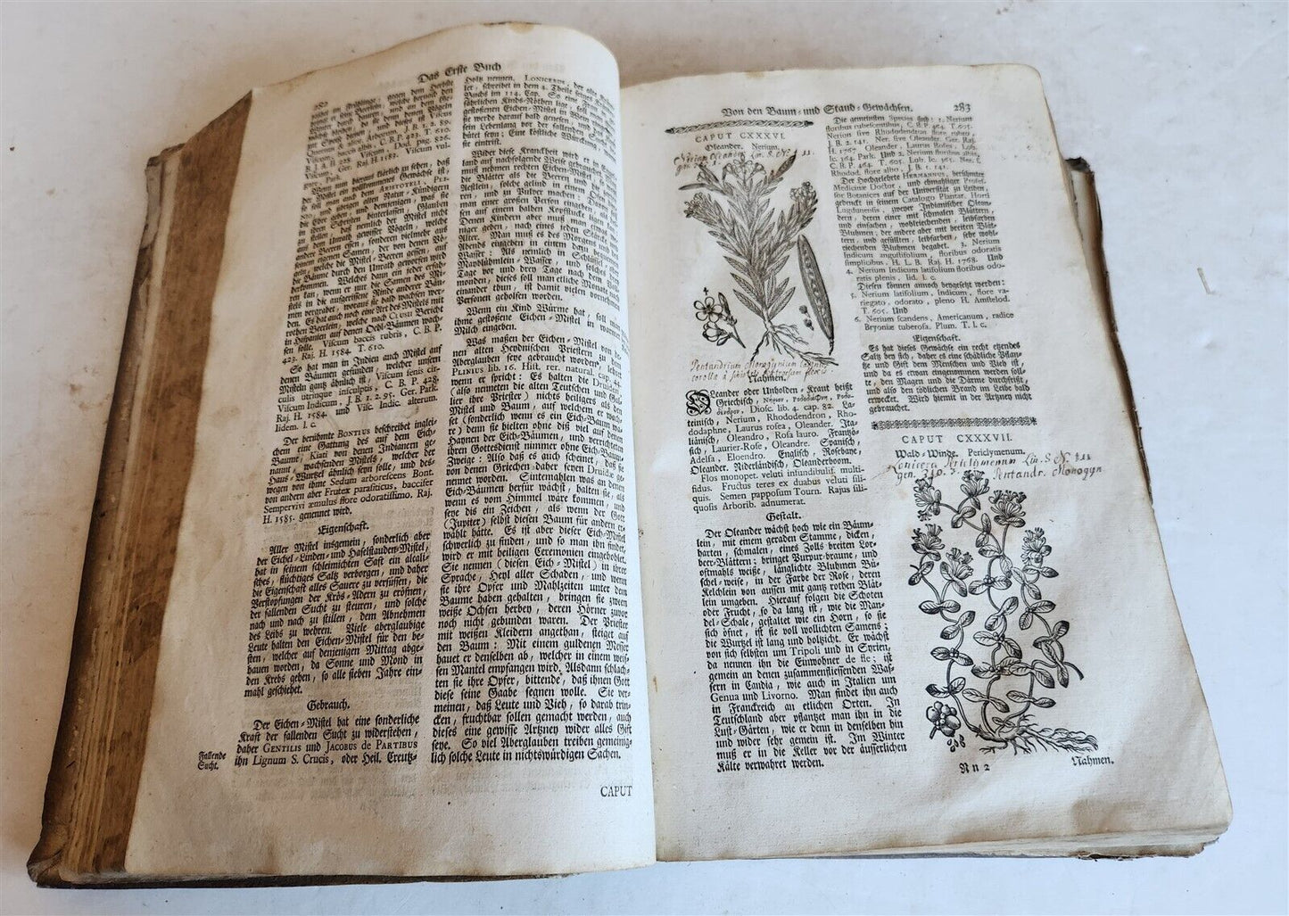 1744 THEATRUM BOTANICUM ILLUSTRATED GERMAN HERBAL antique PIGSKIN BOUND FOLIO