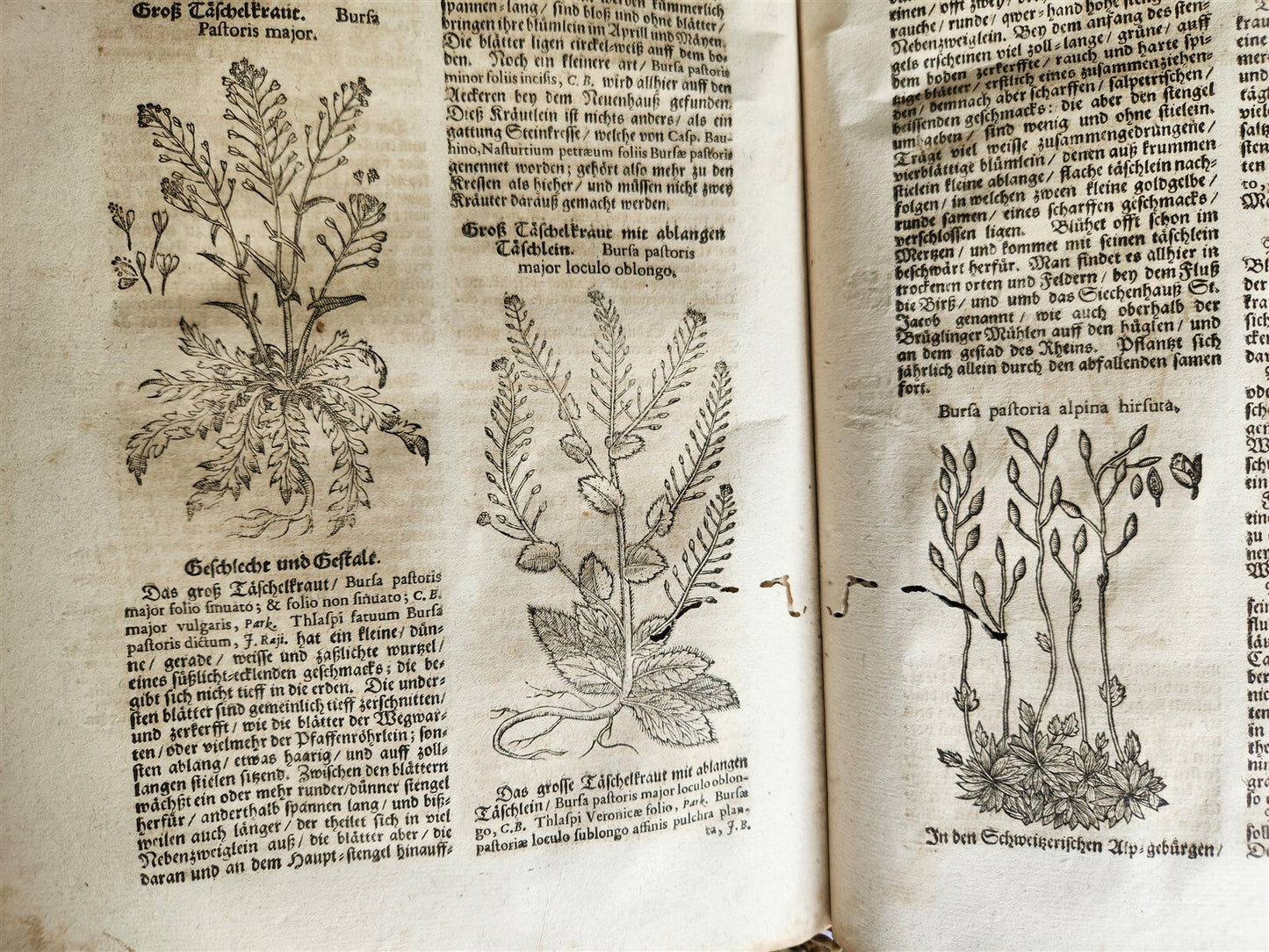1696 THEATRUM BOTANICUM by Theodor ZWINGER antique ILLUSTRATED FOLIO in GERMAN