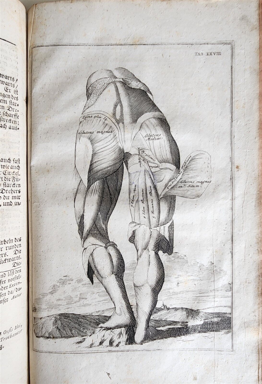 1704 ANATOMY MUSCLE TREATISE antique AMAZINGLY ILLUSTRATED