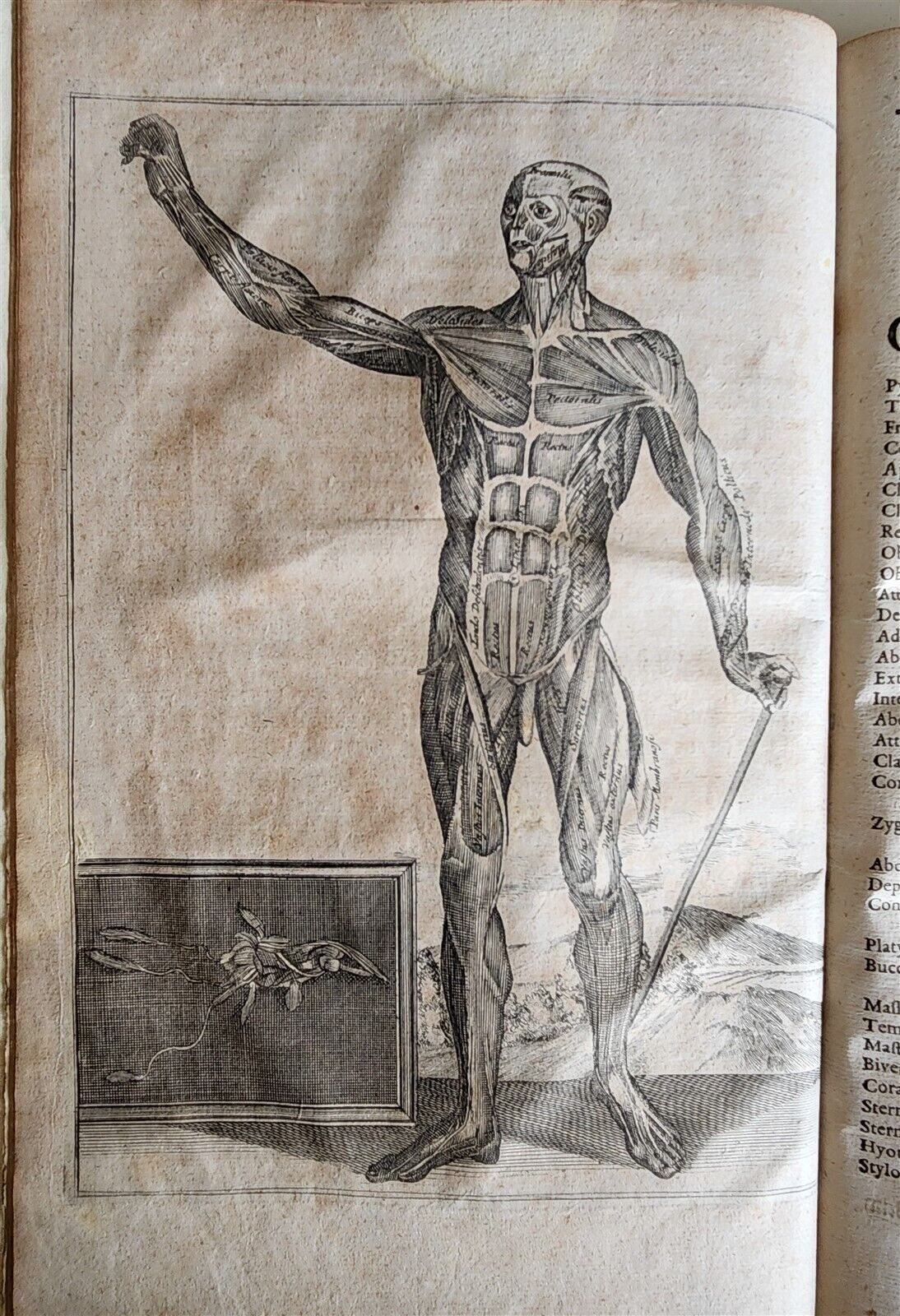 1704 ANATOMY MUSCLE TREATISE antique AMAZINGLY ILLUSTRATED