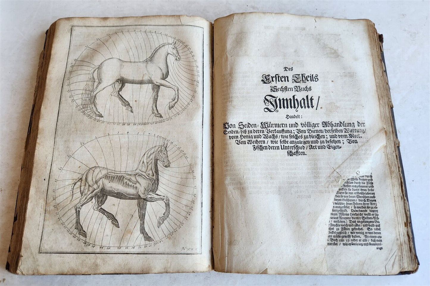 1702 Oeconomus prudens ILLUSTRATED 2 FOLIO VOLUMES antique in GERMAN