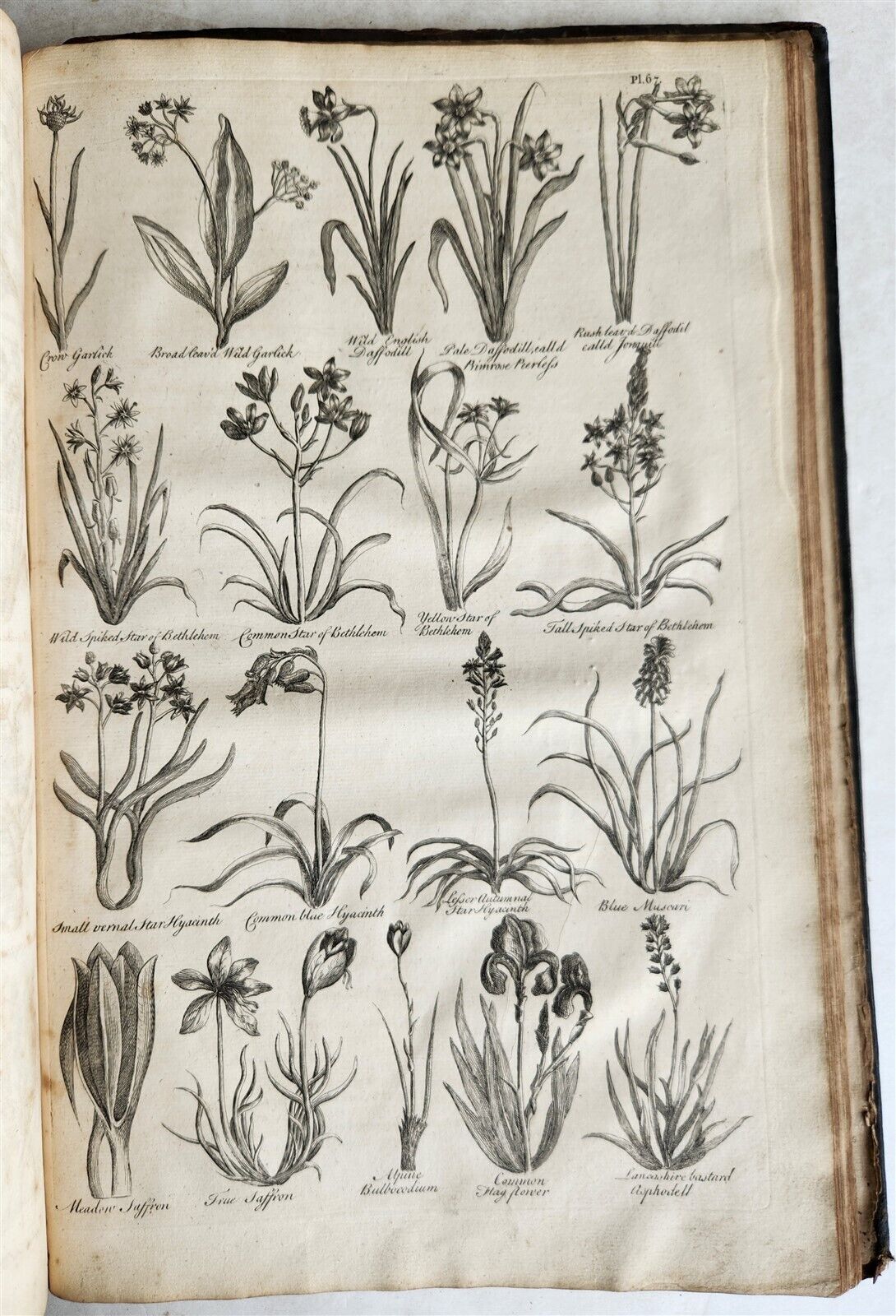 1756 BRITISH HERBAL J.HILL antique ILLUSTRATED FOLIO HISTORY OF PLANTS & TREES