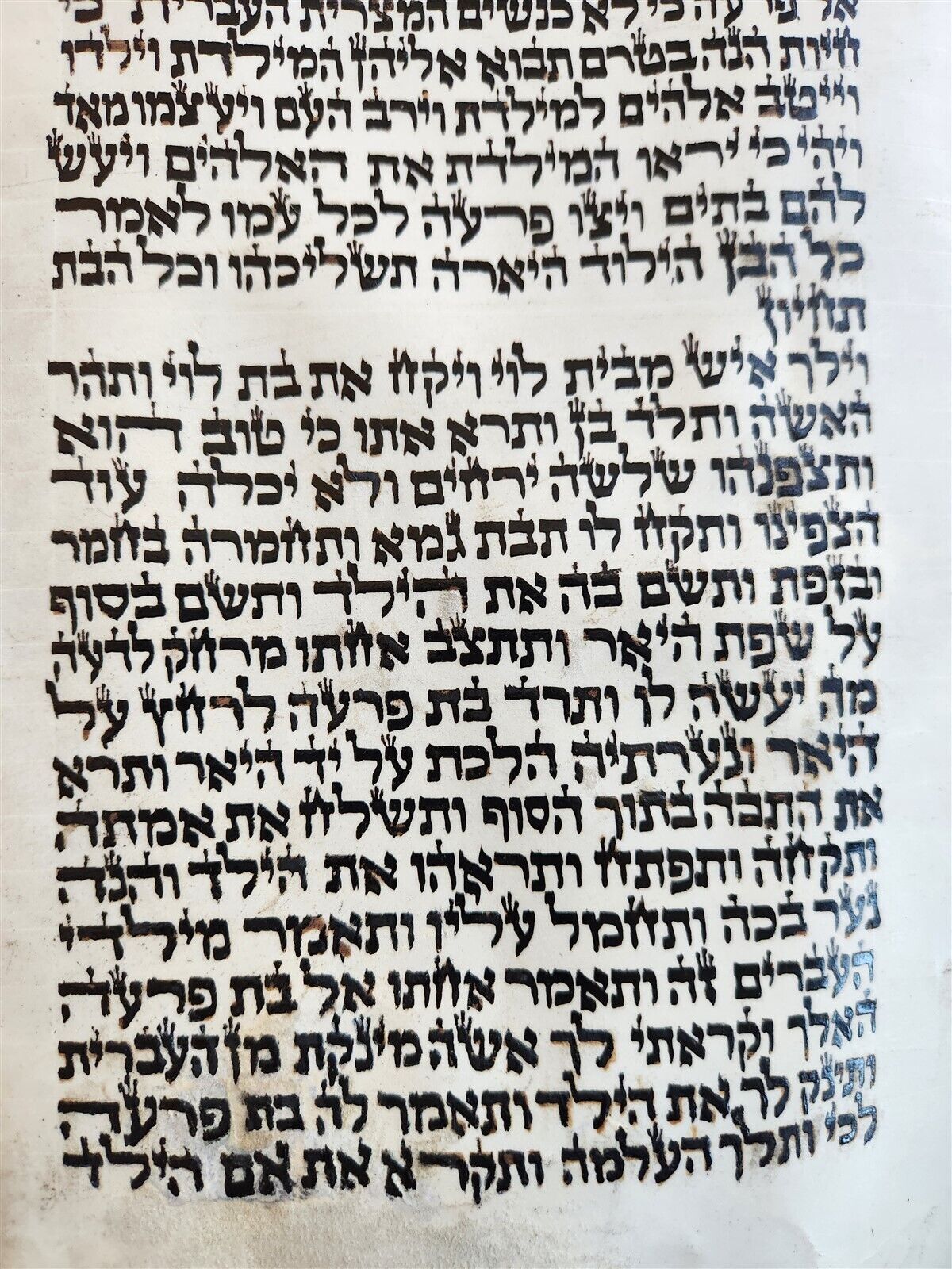 TORAH SCROLL FRAGMENT MANUSCRIPT on VELLUM antique BIBLE GENESIS 48:6 Exodus 3:7