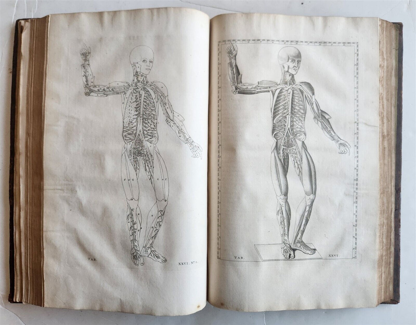 1744 ILLUSTRATED ANATOMY antique FOLIO Explicatio tabularum anatomicarum ALBINUS