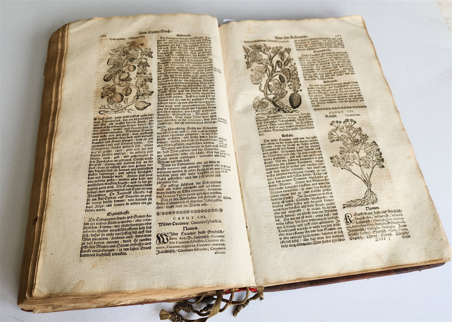 1696 THEATRUM BOTANICUM by Theodor ZWINGER antique ILLUSTRATED FOLIO in GERMAN