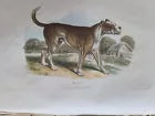 1809 BRITISH QUADRUPEDS by BINGLEY 2 VOLS FULLY ILLUSTRATED antique in ENGLISH