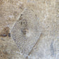 1668 HISTORY of AUSTRIA antique ILLUSTRATED w/ 200 PLATES PIGSKIN BOUND FOLIO