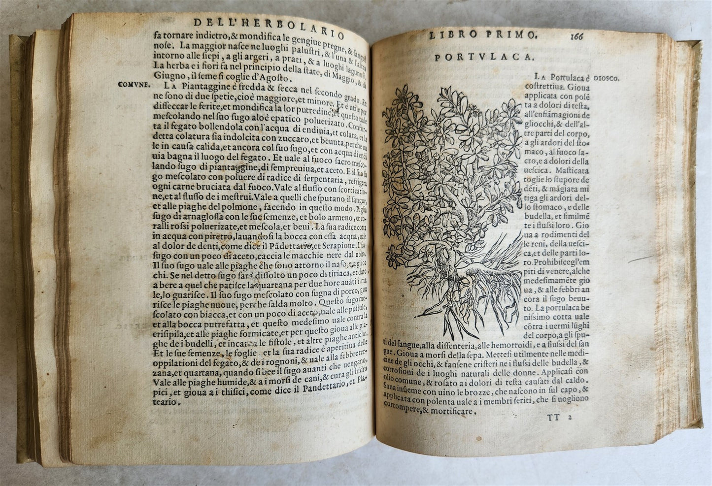 1561 PHARMACOPEIA ILLUSTRATED MEDICAL PLANTS by SANSOVINO antique 16th CENTURY