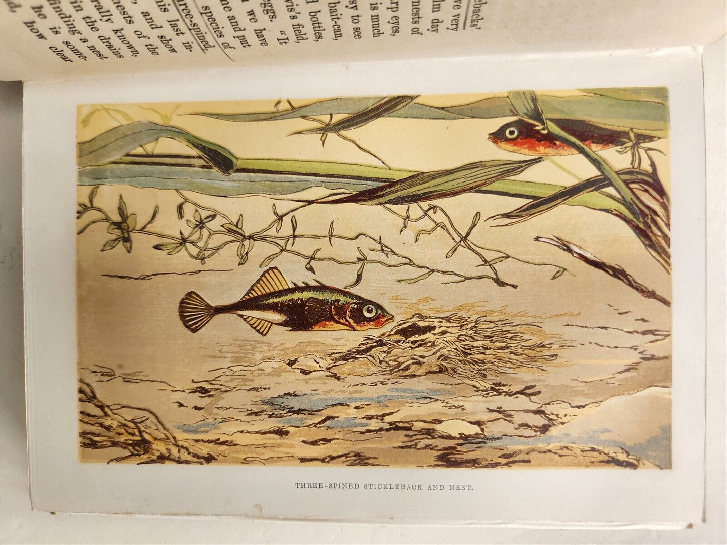 1878 COUNTRY WALKS of a NATURALIST with HIS CHILDREN antique ILLUSTRATED