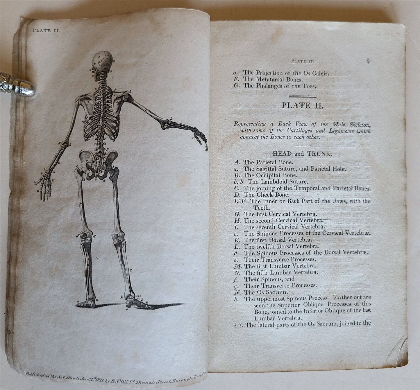 1822 ENGRAVINGS OF THE HUMAN BONES by WILLIAM CHESELDEN ILLUSTRATED antique