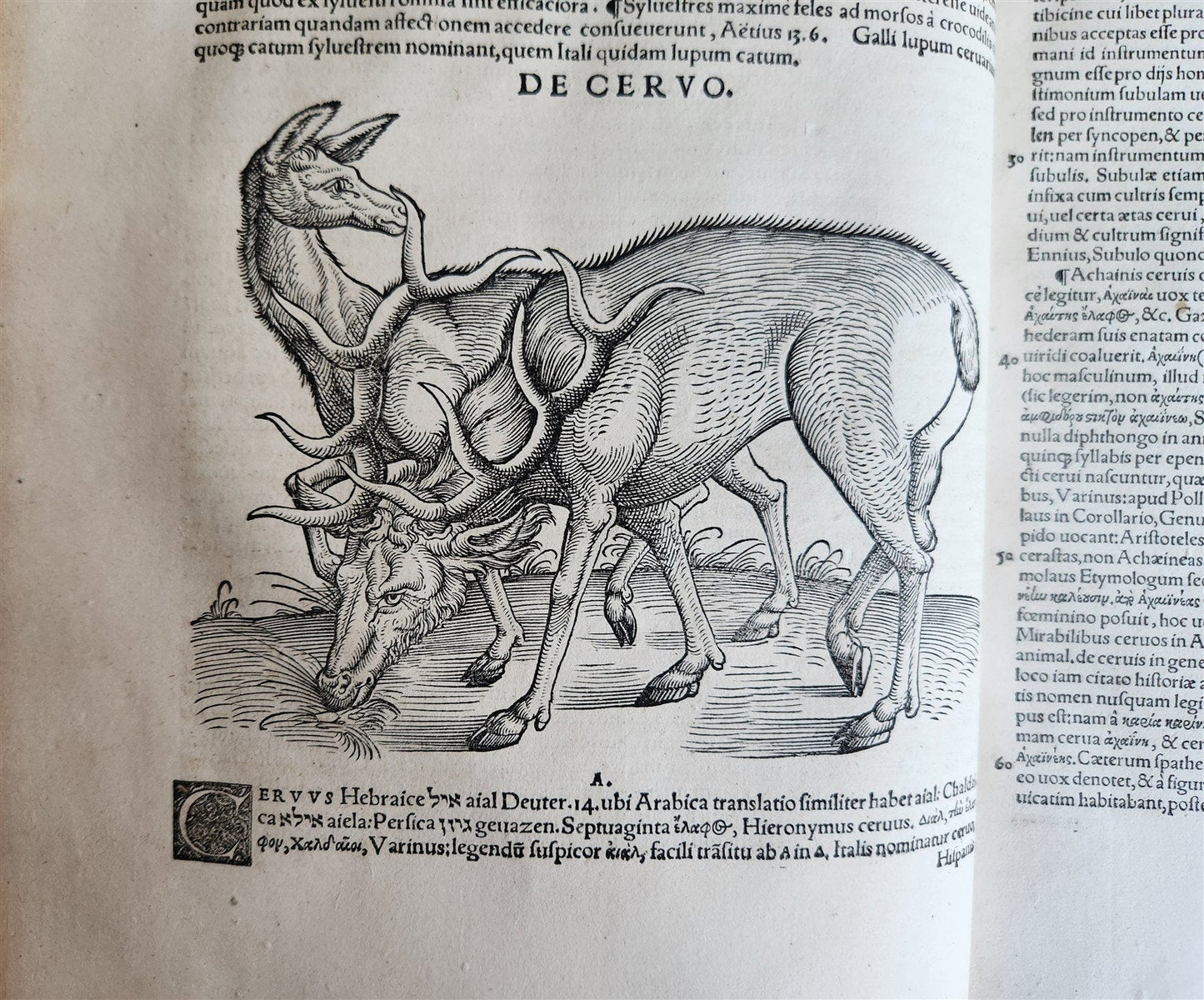 1551 HISTORIA ANIMALIUM by CONRAD GESSNER antique ILLUSTRATED 16th century FOLIO
