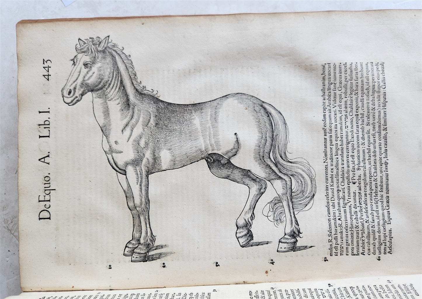 1551 HISTORIA ANIMALIUM by CONRAD GESSNER antique ILLUSTRATED 16th century FOLIO