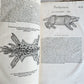 1551 HISTORIA ANIMALIUM by CONRAD GESSNER antique ILLUSTRATED 16th century FOLIO