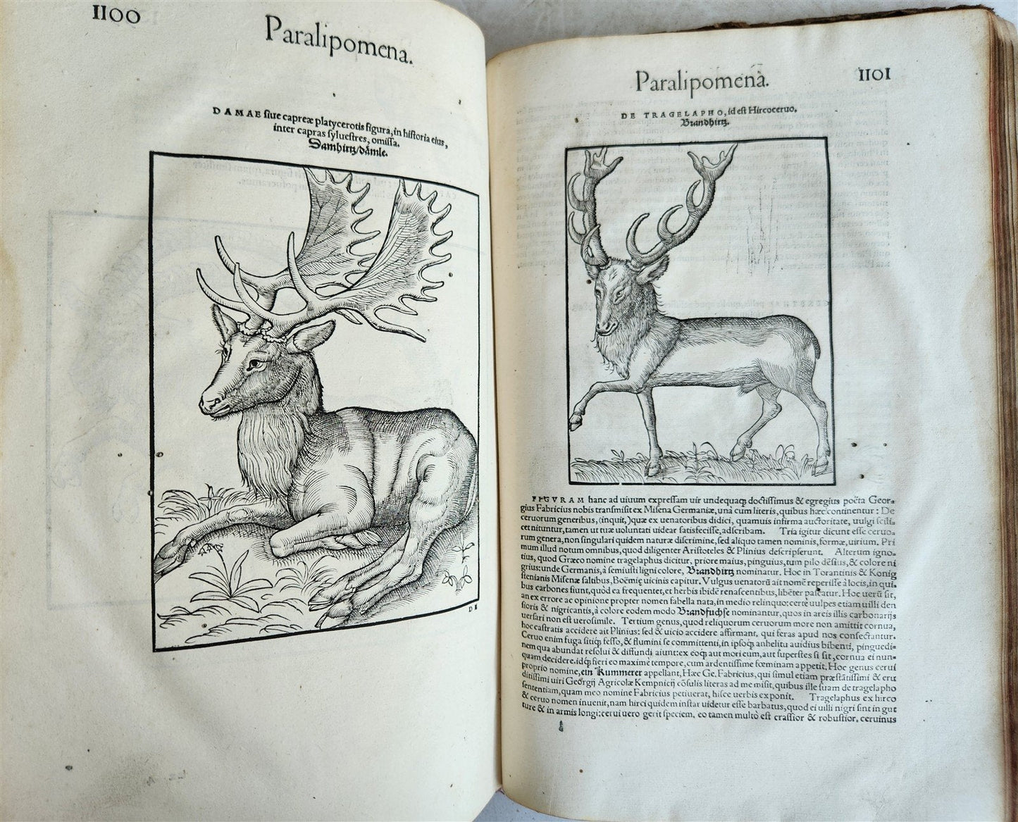 1551 HISTORIA ANIMALIUM by CONRAD GESSNER antique ILLUSTRATED 16th century FOLIO