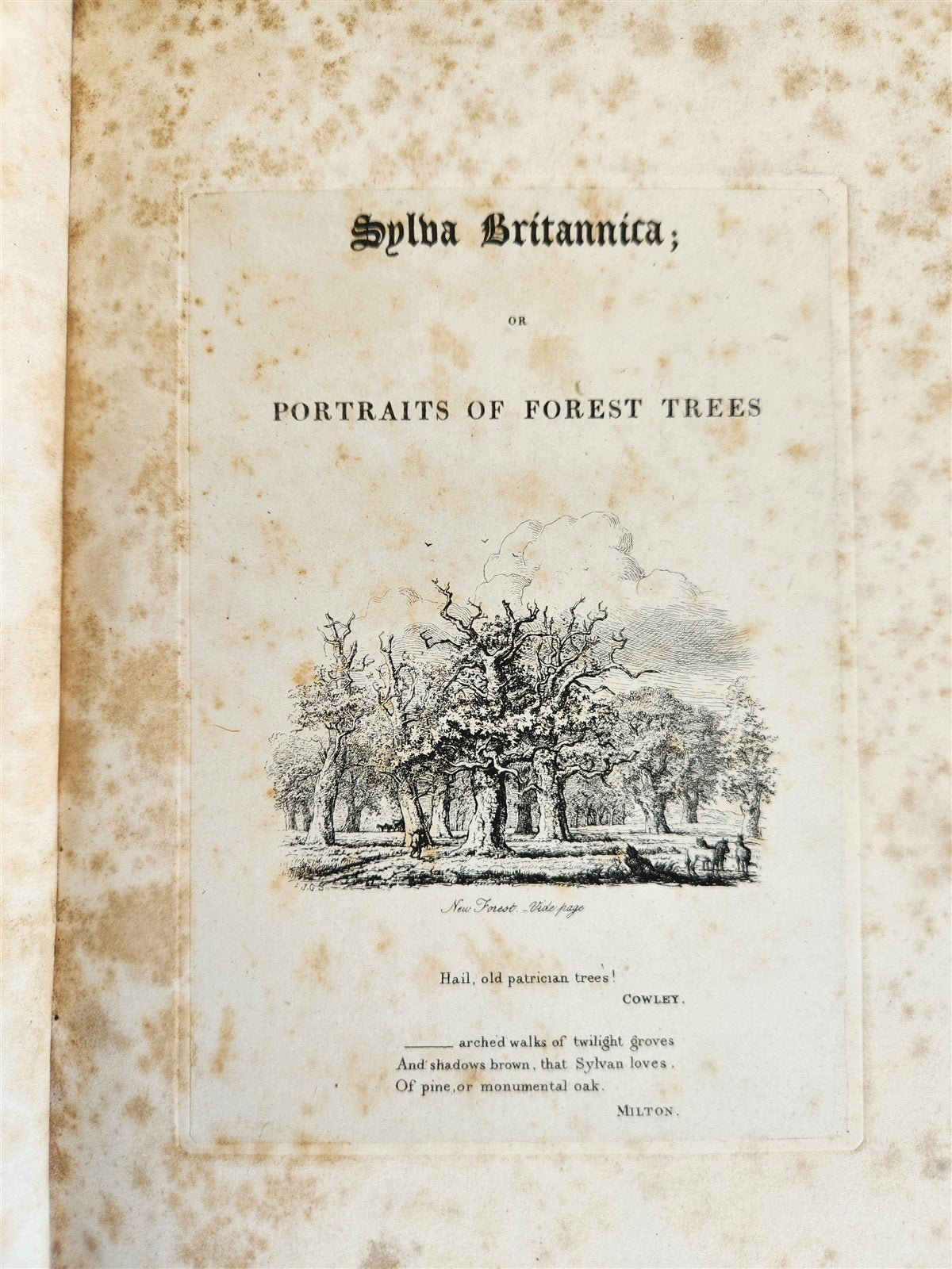 1831 SYLVA BRITANNICA or Portraits of Forest Trees antique ILLUSTRATED