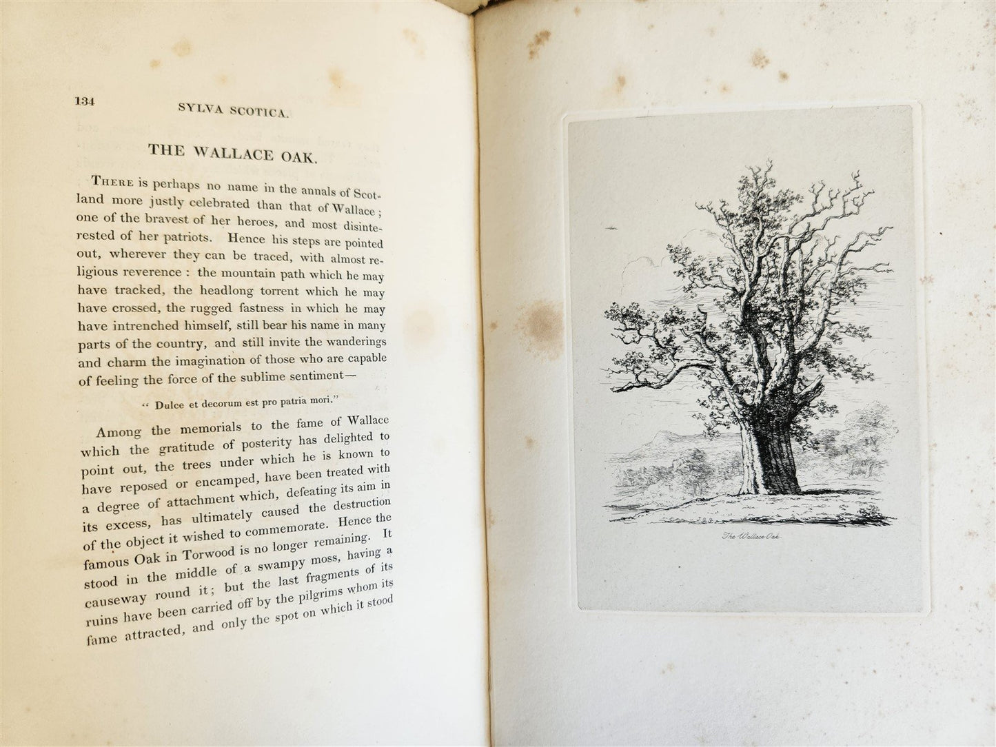 1831 SYLVA BRITANNICA or Portraits of Forest Trees antique ILLUSTRATED